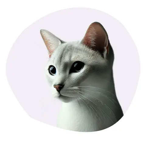 Japanese Bobtail Poil Court